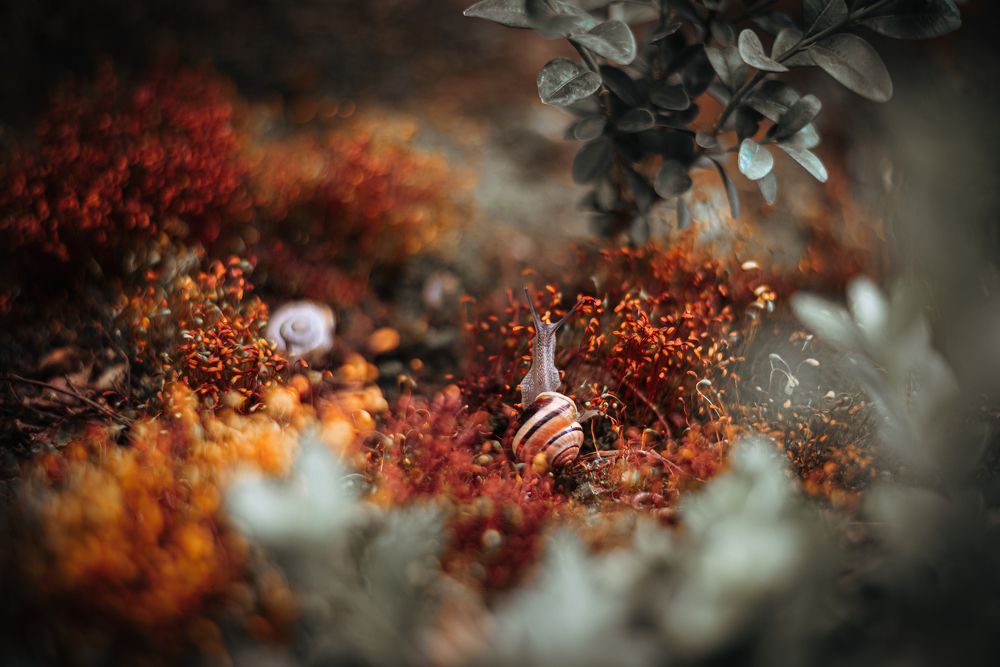 Photograph by Мария Купревич