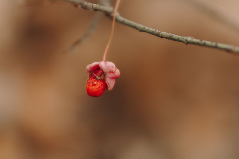 Photograph by Анастасия Ивахнова