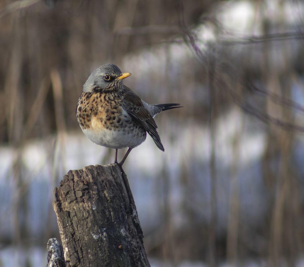 Photograph by Светлана Тарханова