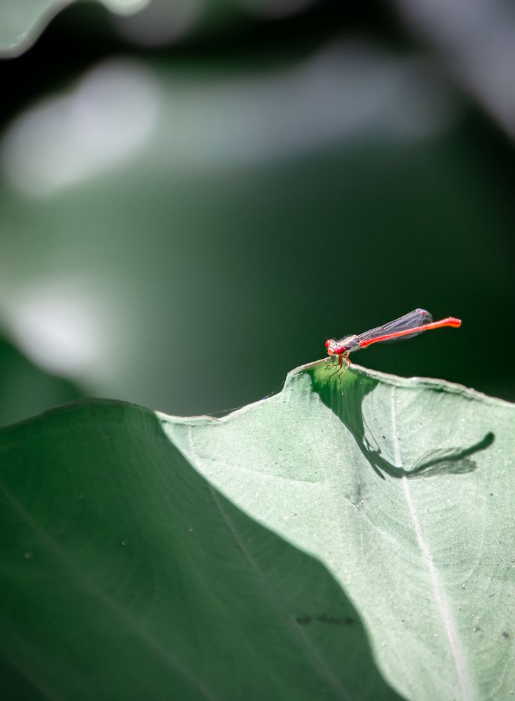 Photograph by Светлана Саиди