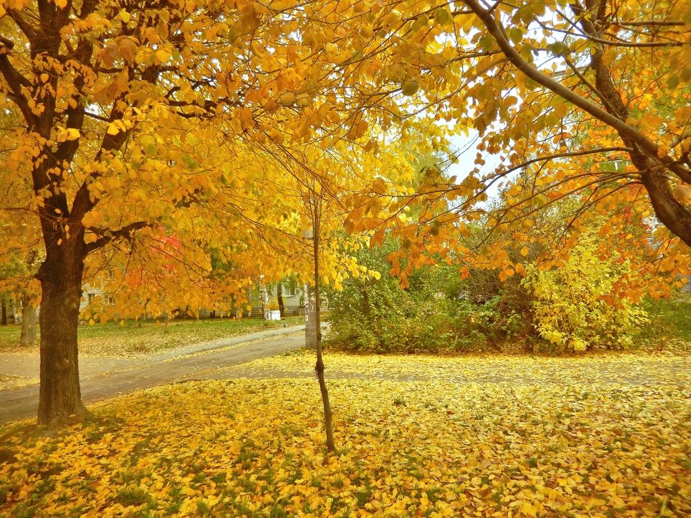 Фотография автора Клавдия Васильева