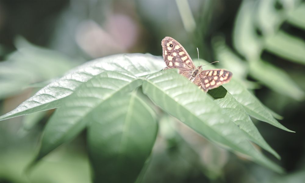 Photograph by Светлана Саиди