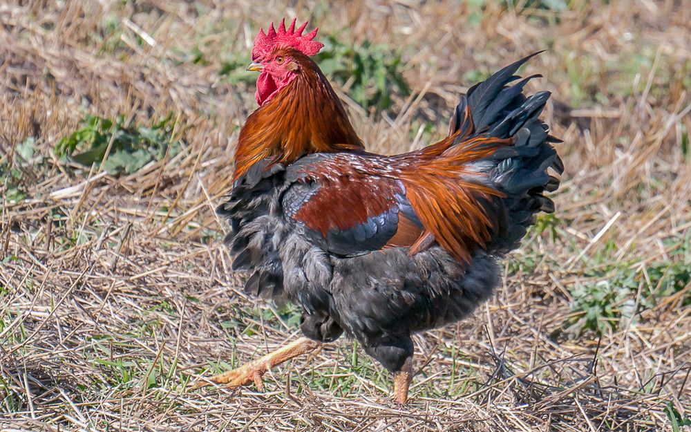 Фотография автора Николай Бологов
