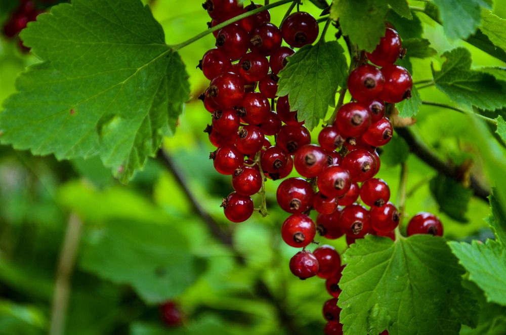 Photograph by Дарья Миронова