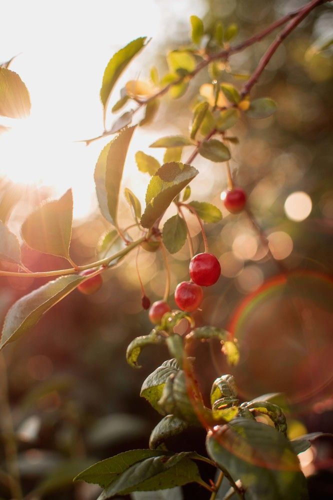 Photograph by Светлана Кочнева