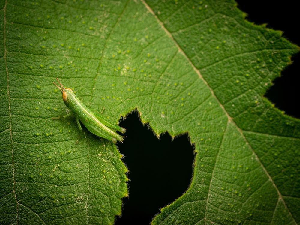 The Leaf and the Hopper