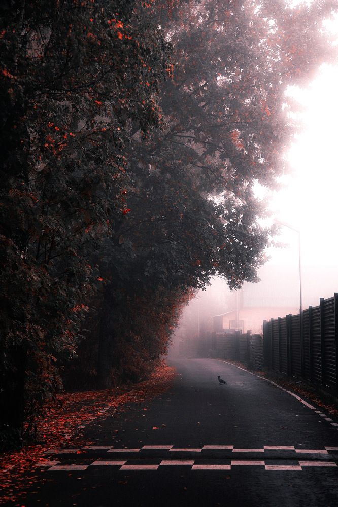 Фотография автора Валерия Витте