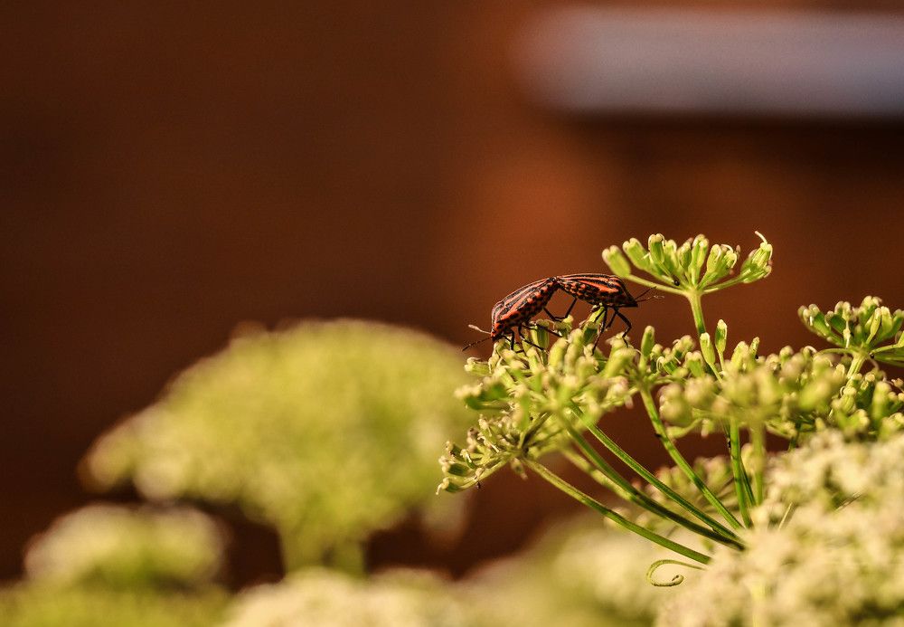 Photograph by Аряева Анна