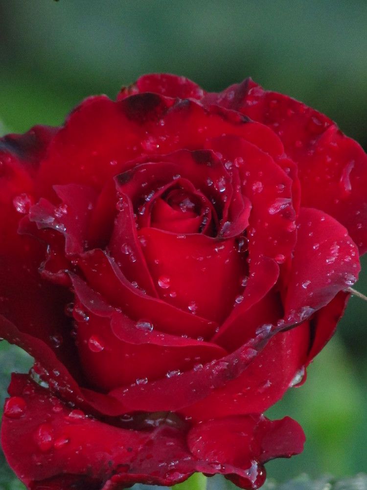 Photograph by Лысых Галина