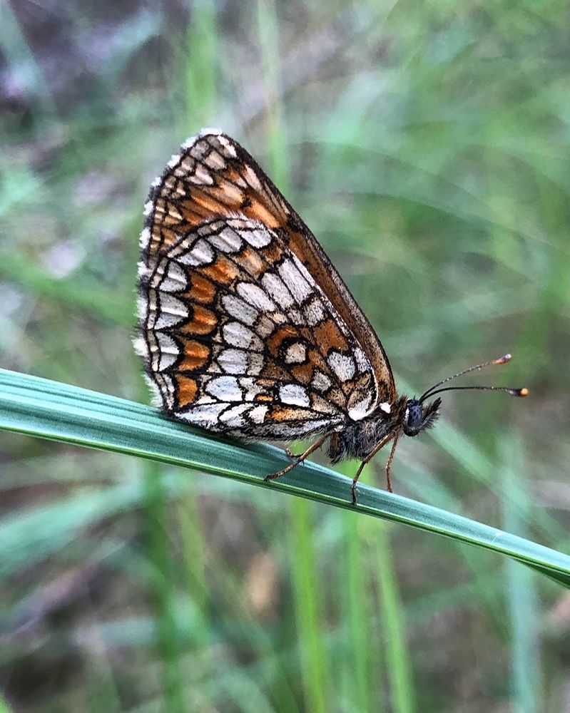 Photograph by Halina Mitsevich