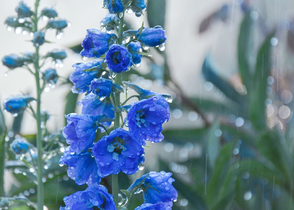 Photograph by LYUDMYLA POKRYSHEN