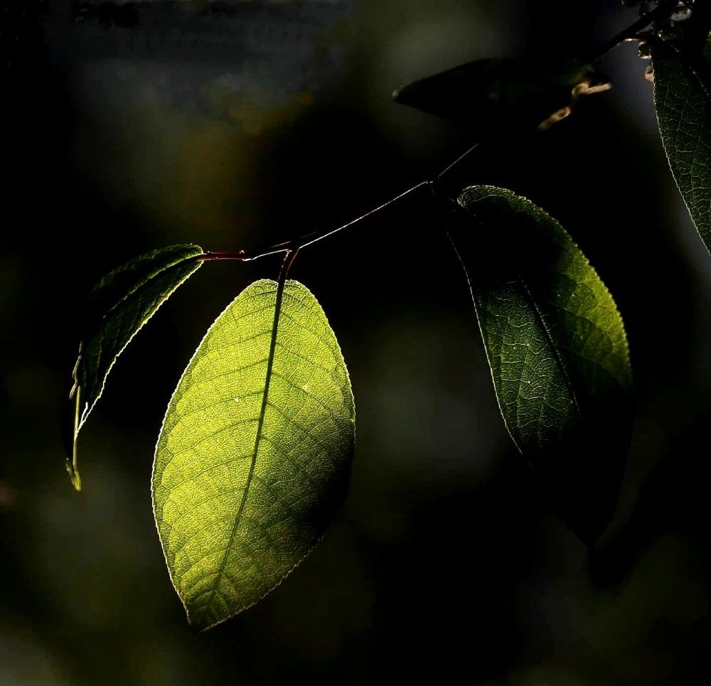 Photograph by Лада Денисова