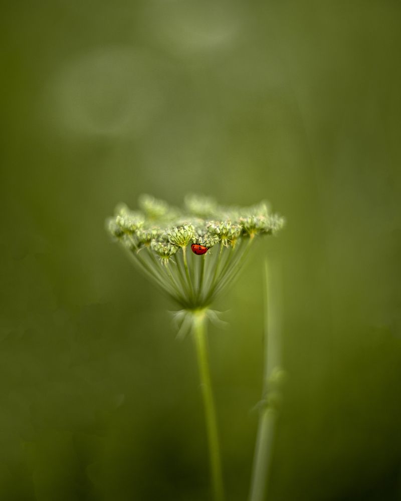 Photograph by Александр Соловьев