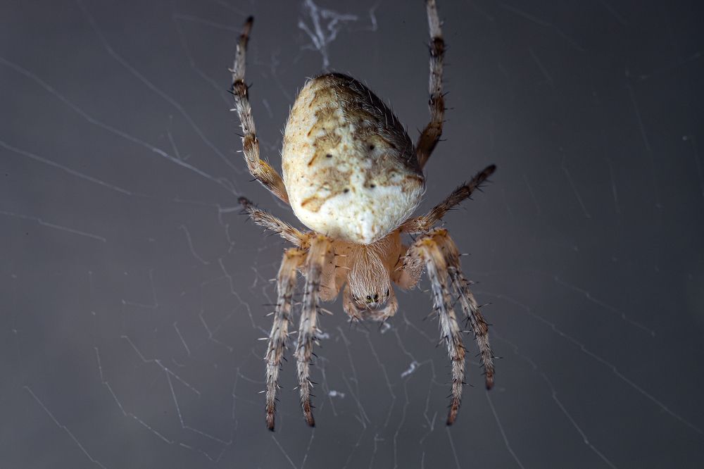 Photograph by Алексей Тимофеев