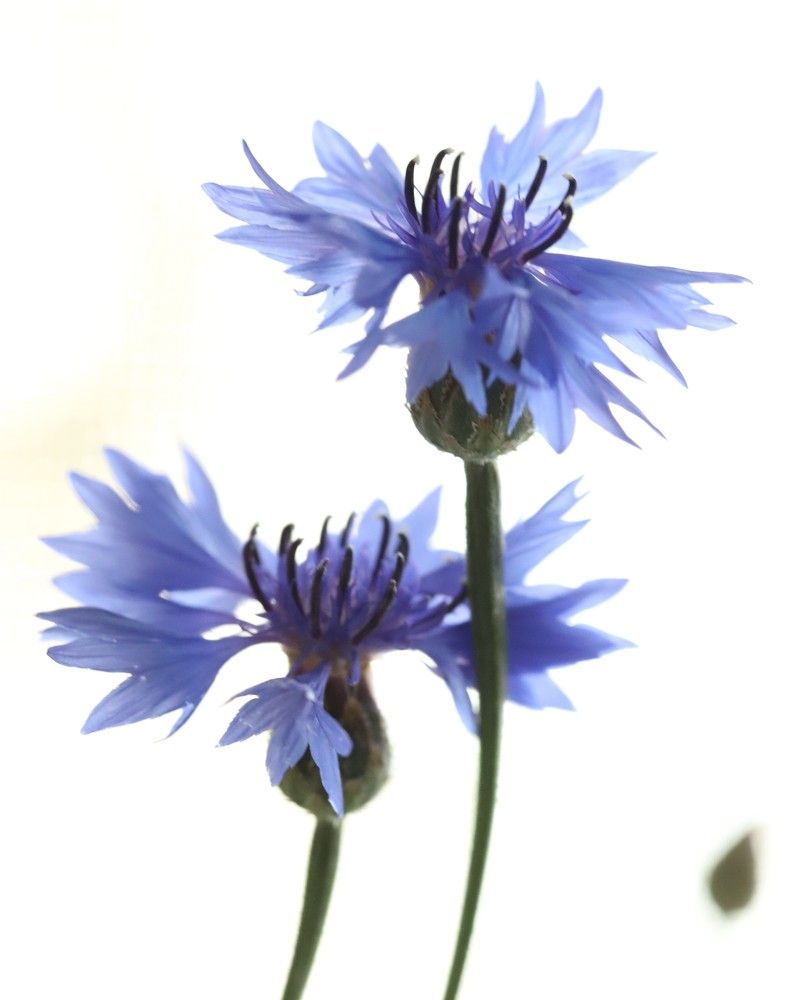 Photograph by Лада Денисова