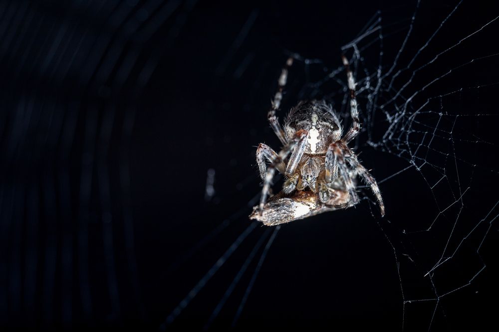 Photograph by Алексей Тимофеев