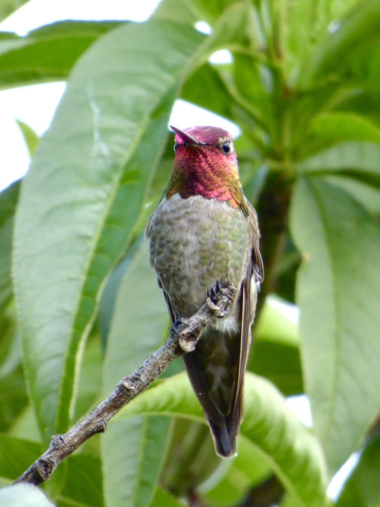 Gorgeous Red Headed Hummingbird!