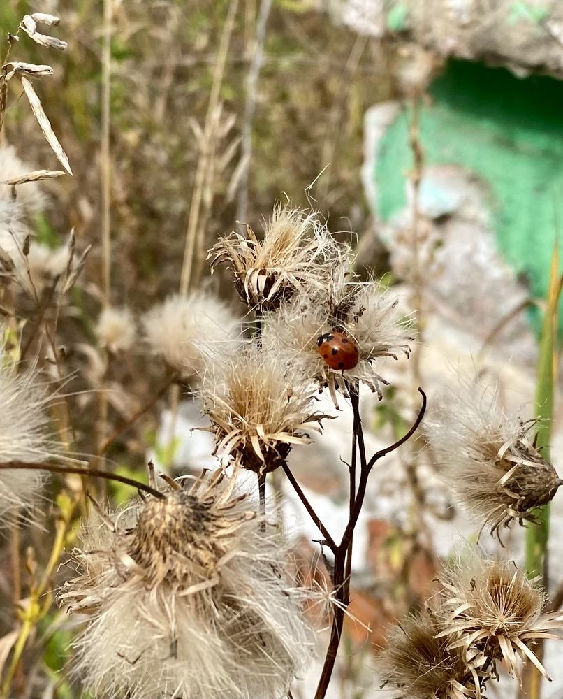 Photograph by Алиса Лукина