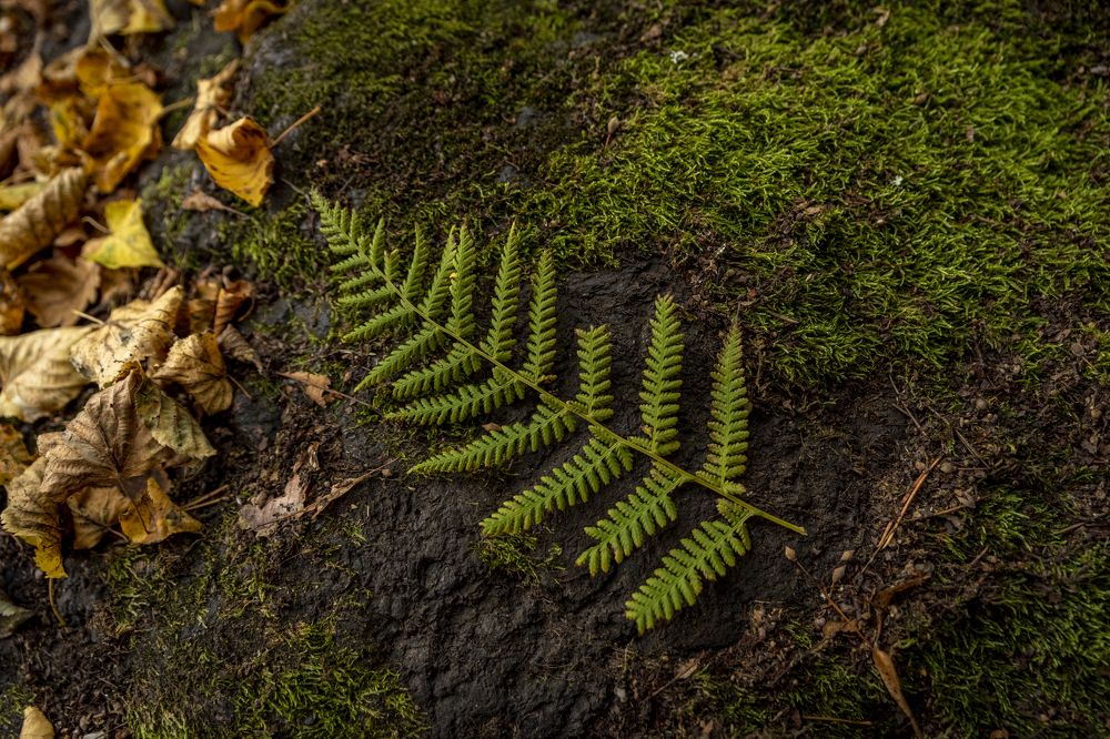 Photograph by Сергей Комаров
