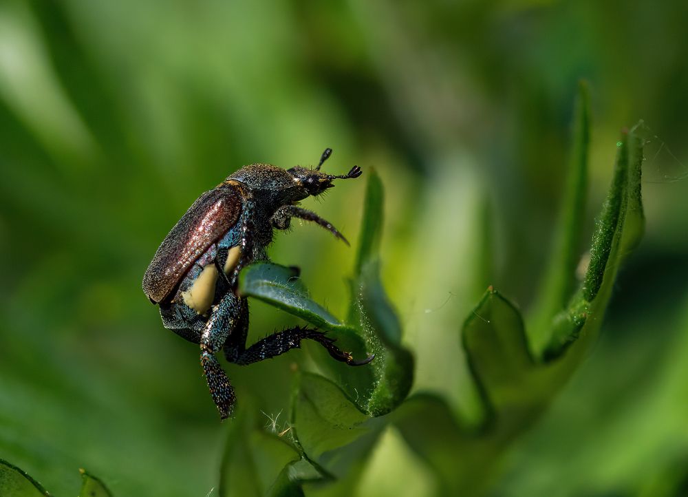 Photograph by Wendy Vanhoudt