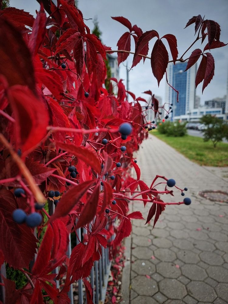 Фотография автора Дана Богинская