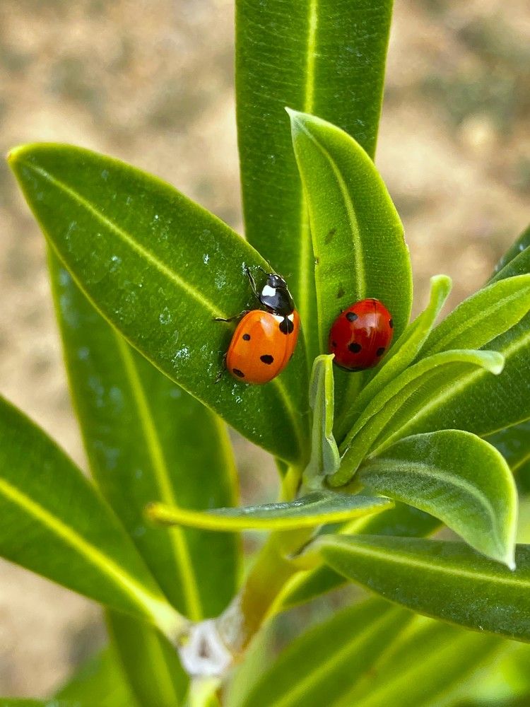 Фотография автора Елена