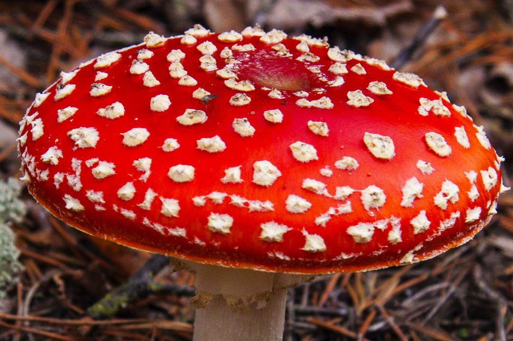 Красный цвет - 13