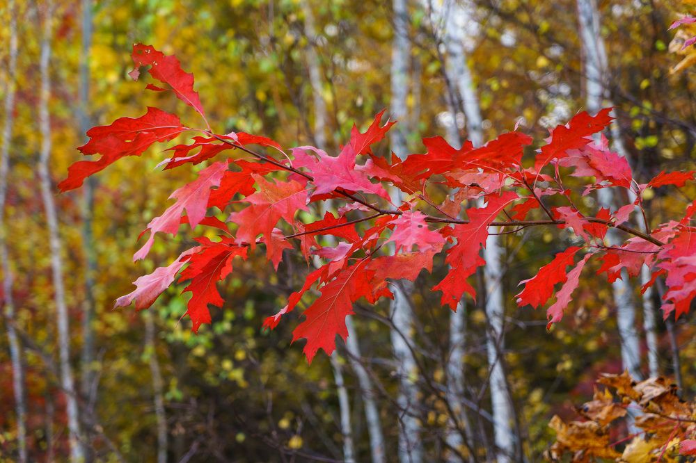 Фотография автора Николай Бологов