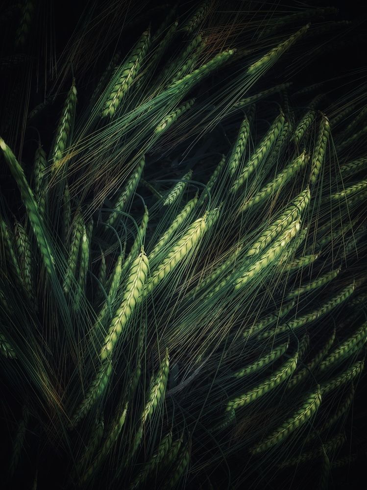 Photograph by Swetlana Lebedev