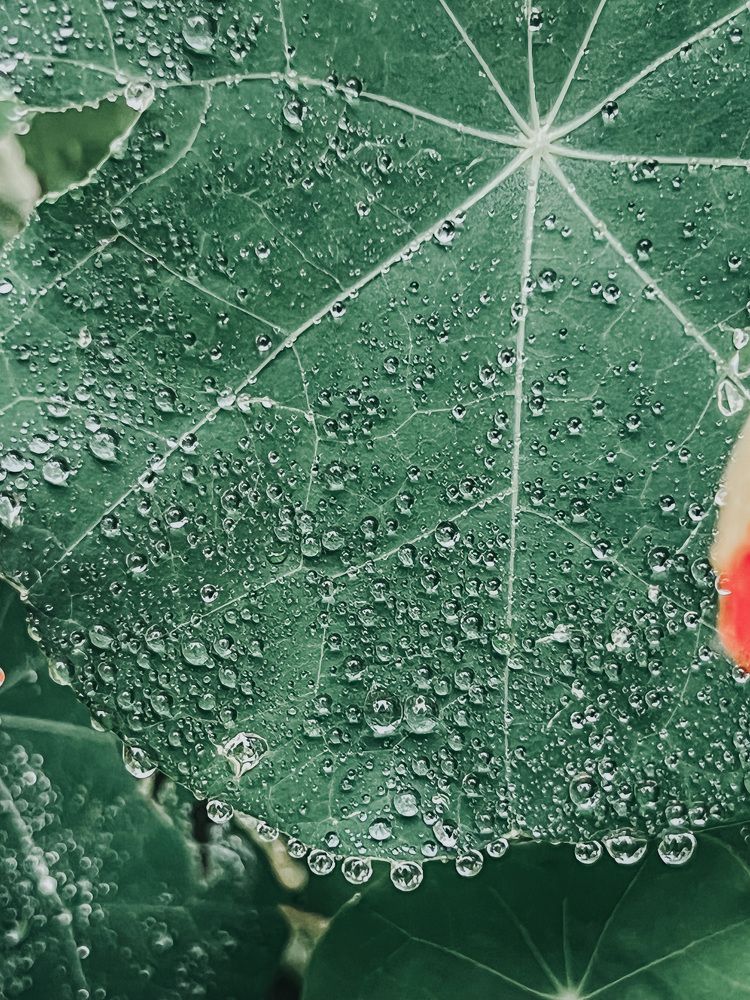 Photograph by Ирина Ломова