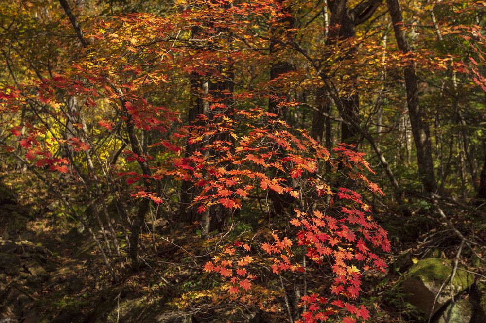 Photograph by ALEKSANDR KUZNETSOV