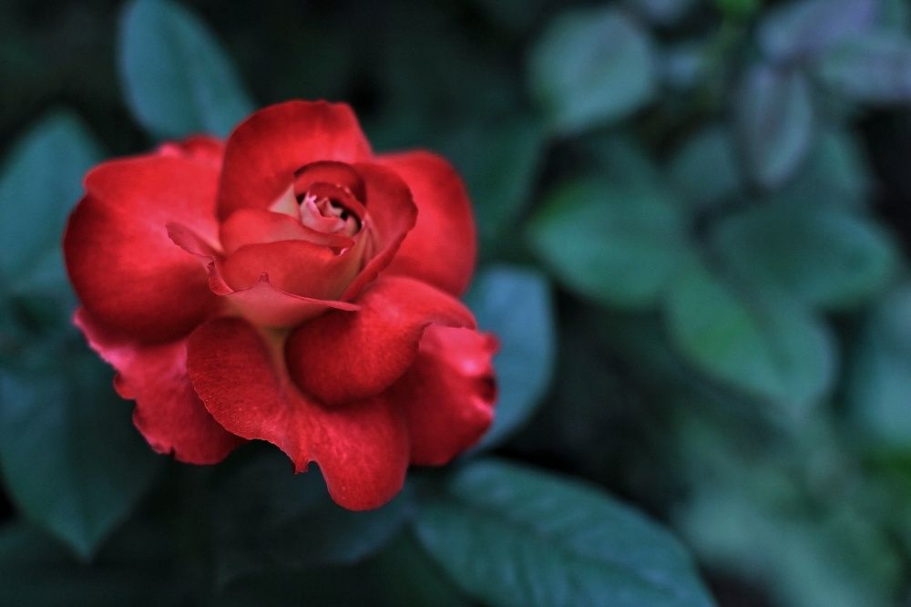 Photograph by Irina  Vasilyeva