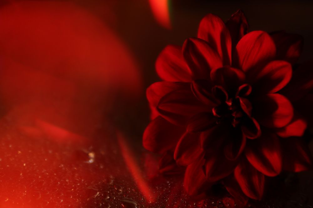 Photograph by Elena Kilina