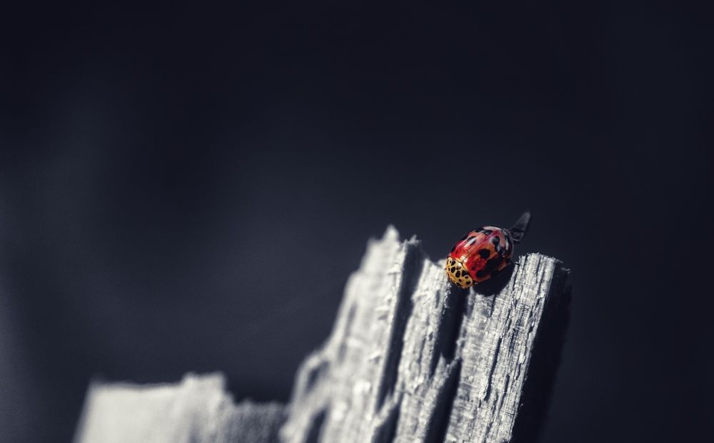 Photograph by Антон Дроздов