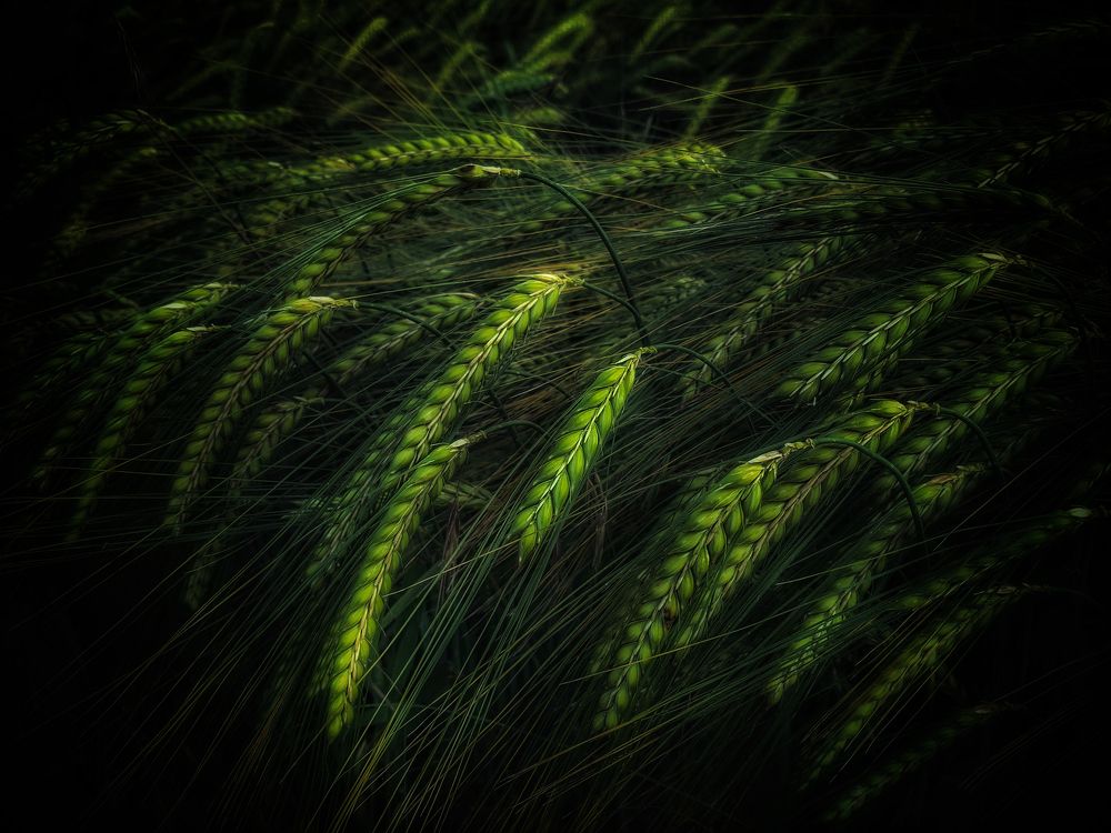 Photograph by Swetlana Lebedev