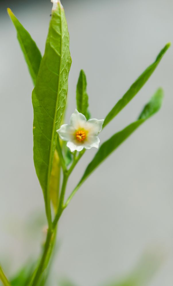 Фотография автора Олег Анатольевич Загорулько
