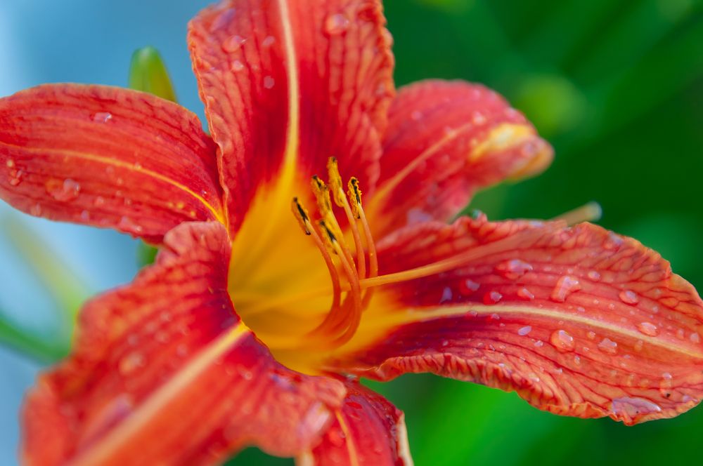 Фотография автора Олег Анатольевич Загорулько