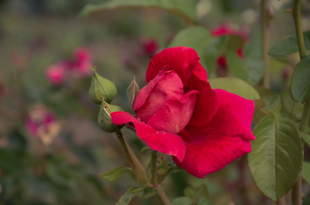 Photograph by Елена Сырцева