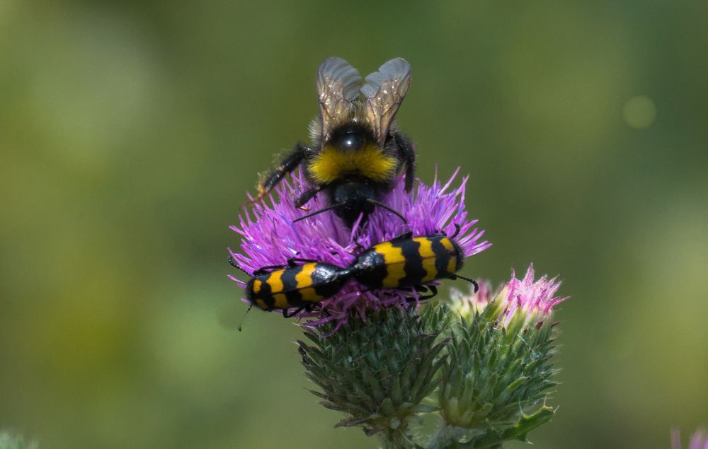 Photograph by Елена Гольдебаева