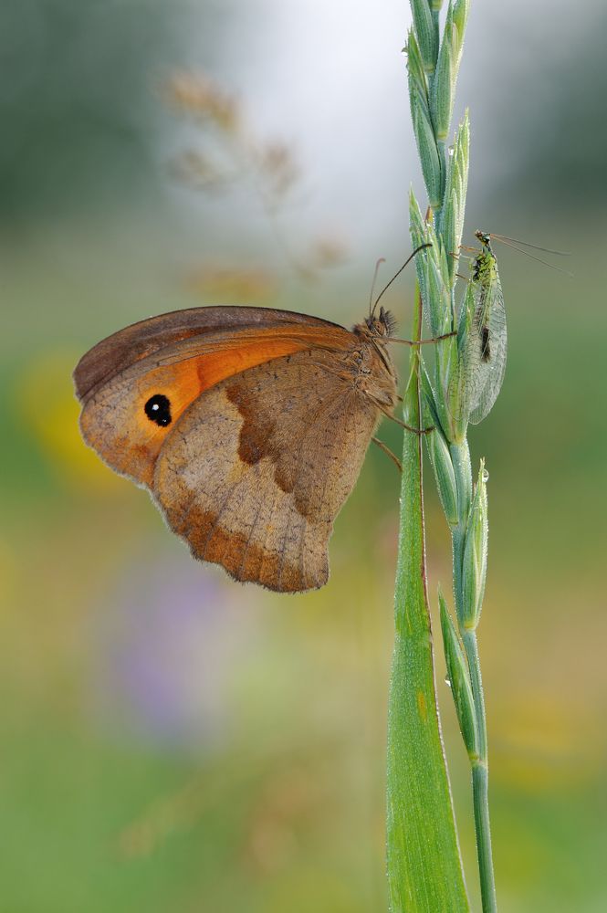 Краски лета.