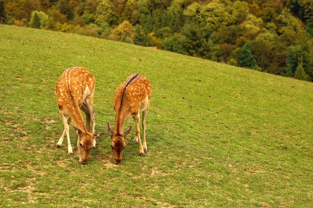 Photograph by Dubravka Madjinca