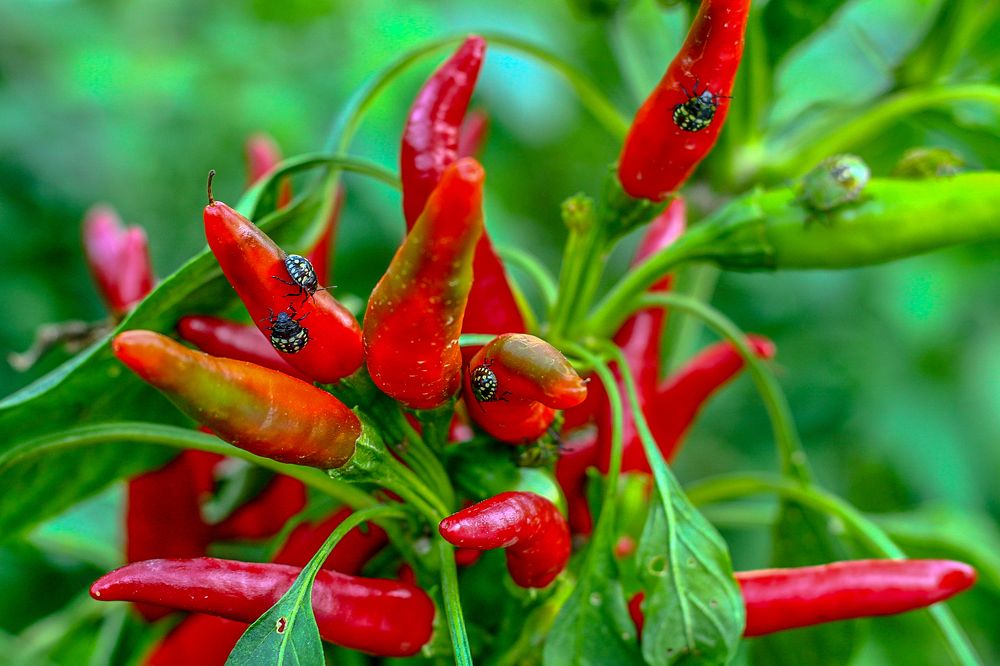 Photograph by Dubravka Madjinca