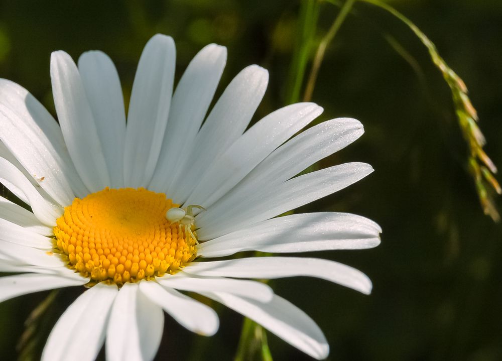 Фотография автора Олег Анатольевич Загорулько