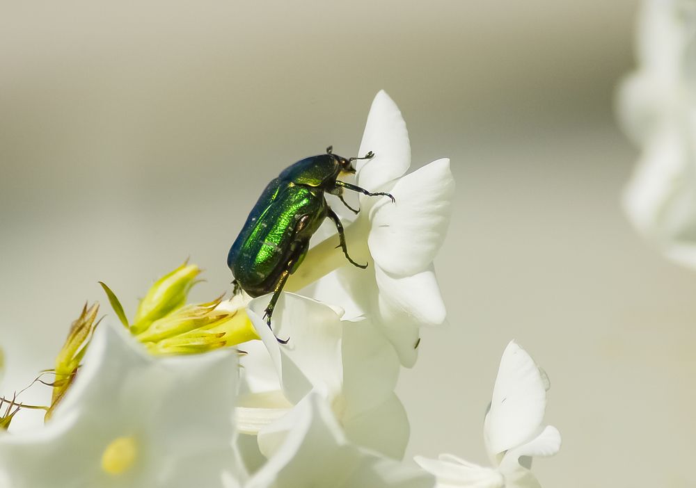 Фотография автора Олег Анатольевич Загорулько