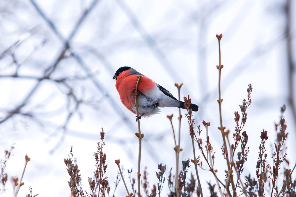 Photograph by Дмитрий Алабугин