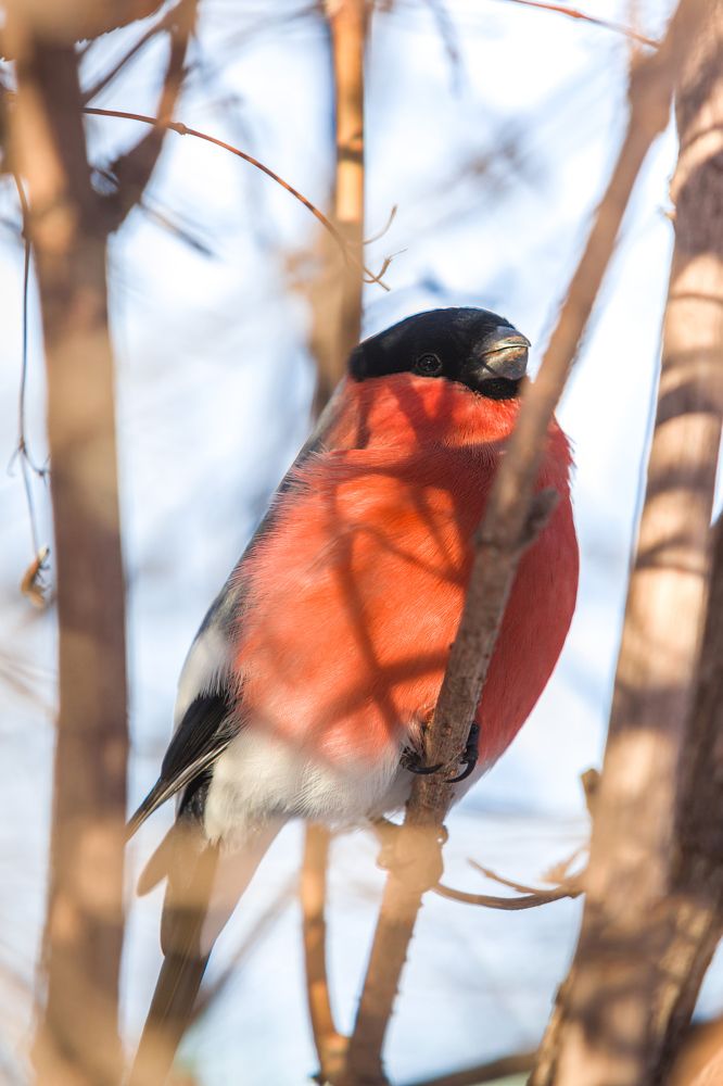 Photograph by Дмитрий Алабугин