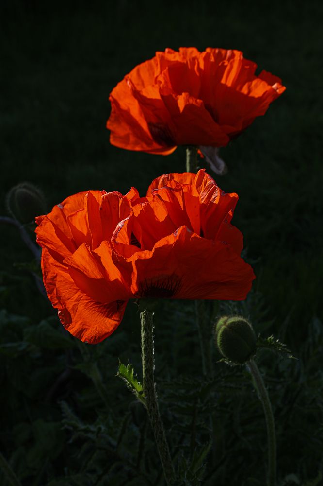 Photograph by Евгения Гудкова