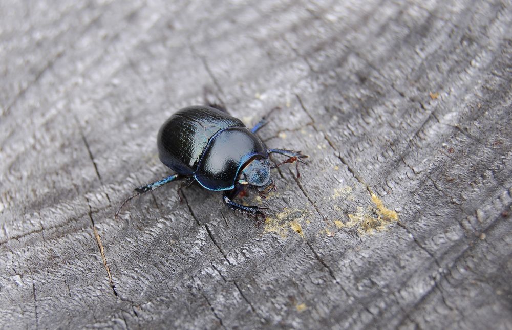 Фотография автора Олег Анатольевич Загорулько