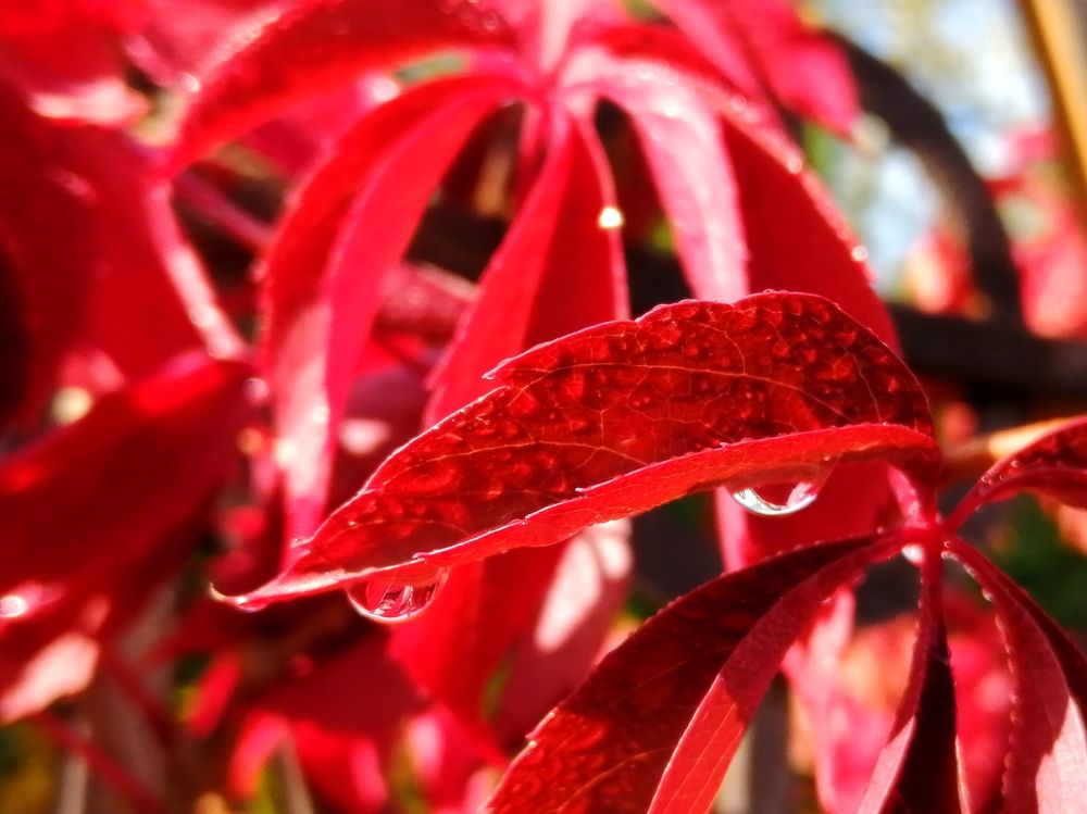 Photograph by Светлана Веселовская