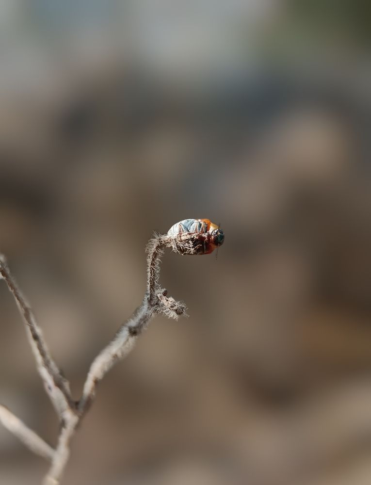 Photograph by Souvik Bhattacharyya